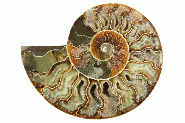 Cut & Polished Ammonite Fossil (Half) - Madagascar #347544